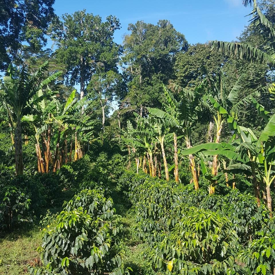 Regenwald Panamas_ Anbaugebiet von Panama Geisha
