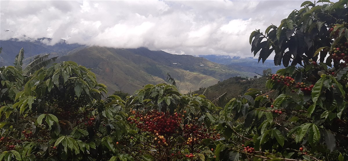 Kaffeeanbaugebiet El Tablón de Goméz_Kolumbien