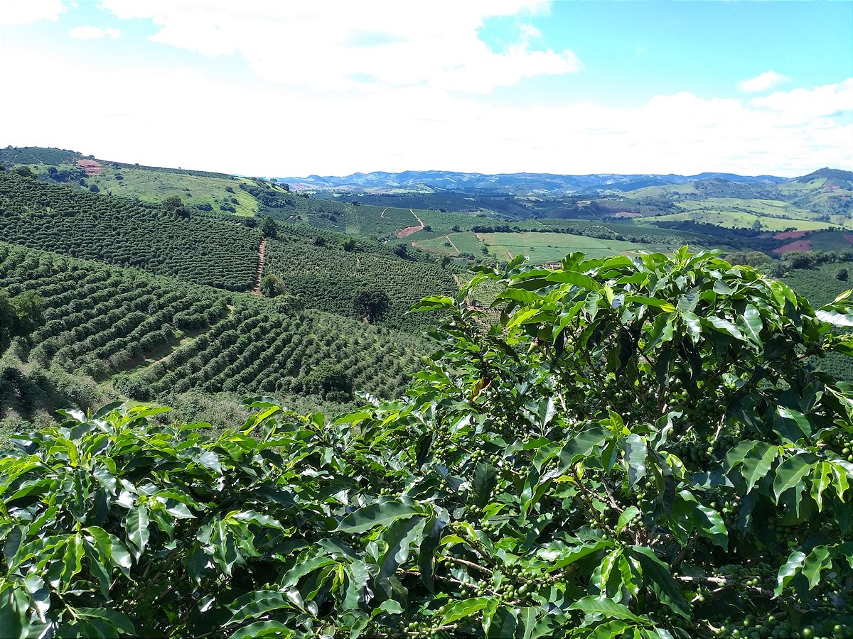 Der fruchtbare Boden und die optimale geografische Lage der Plantage bringen herausstechende Kaffeequalitäten hervor