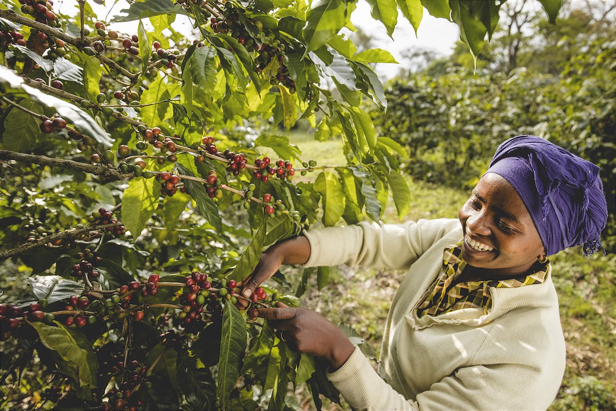 Im Nordosten Tansanias hat der Premiumkaffee seinen Ursprung